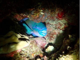 眠っているお魚や夜行性の生き物、夜光虫★夜の海は面白い!
