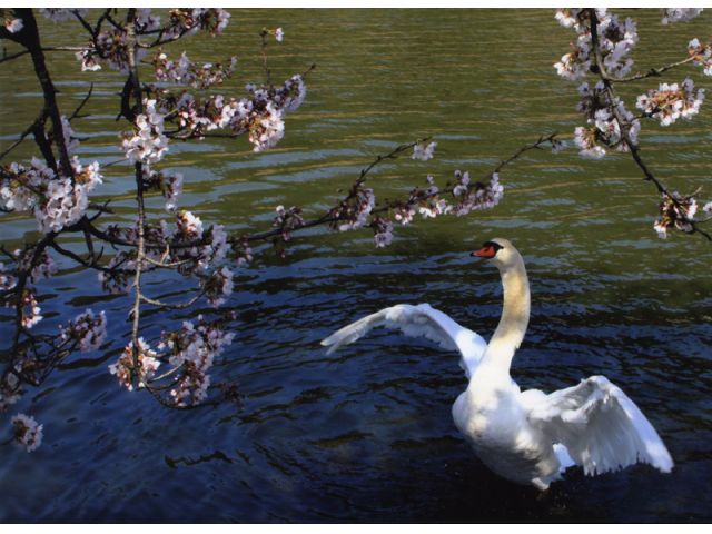 お堀には白鳥に出会えます。