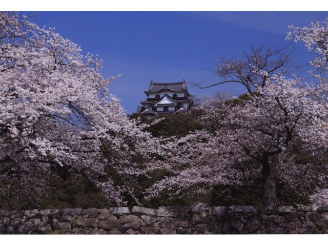 国宝彦根城をバックに屋形船。