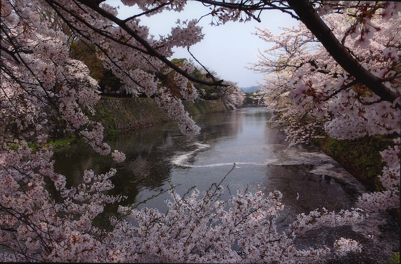 季節の桜や紅葉、柳など、船から眺める彦根城の美しさを水面からの視点でお楽しみ下さい。