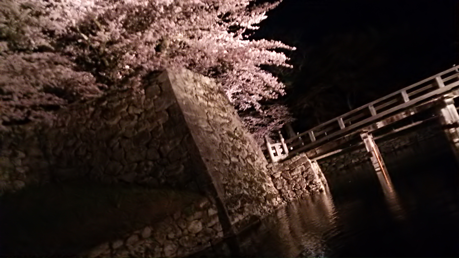 「桜祭り」期間中、彦根城の桜がライトアップされます**