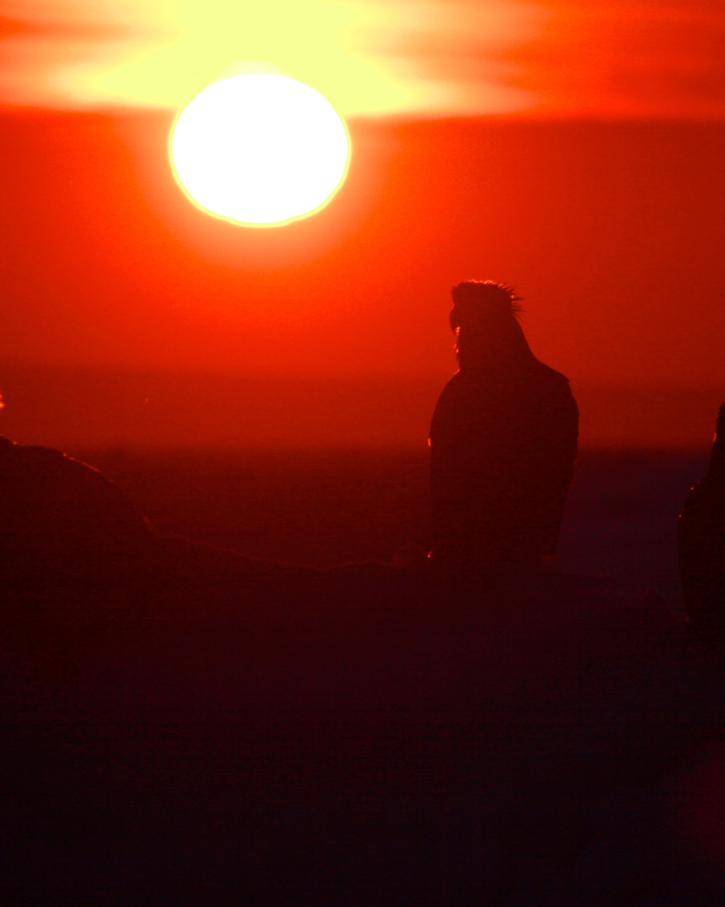 オオワシ・オジロワシ・流氷クルーズ 撮影コース(撮影機材持込の方対象:2時間半)...