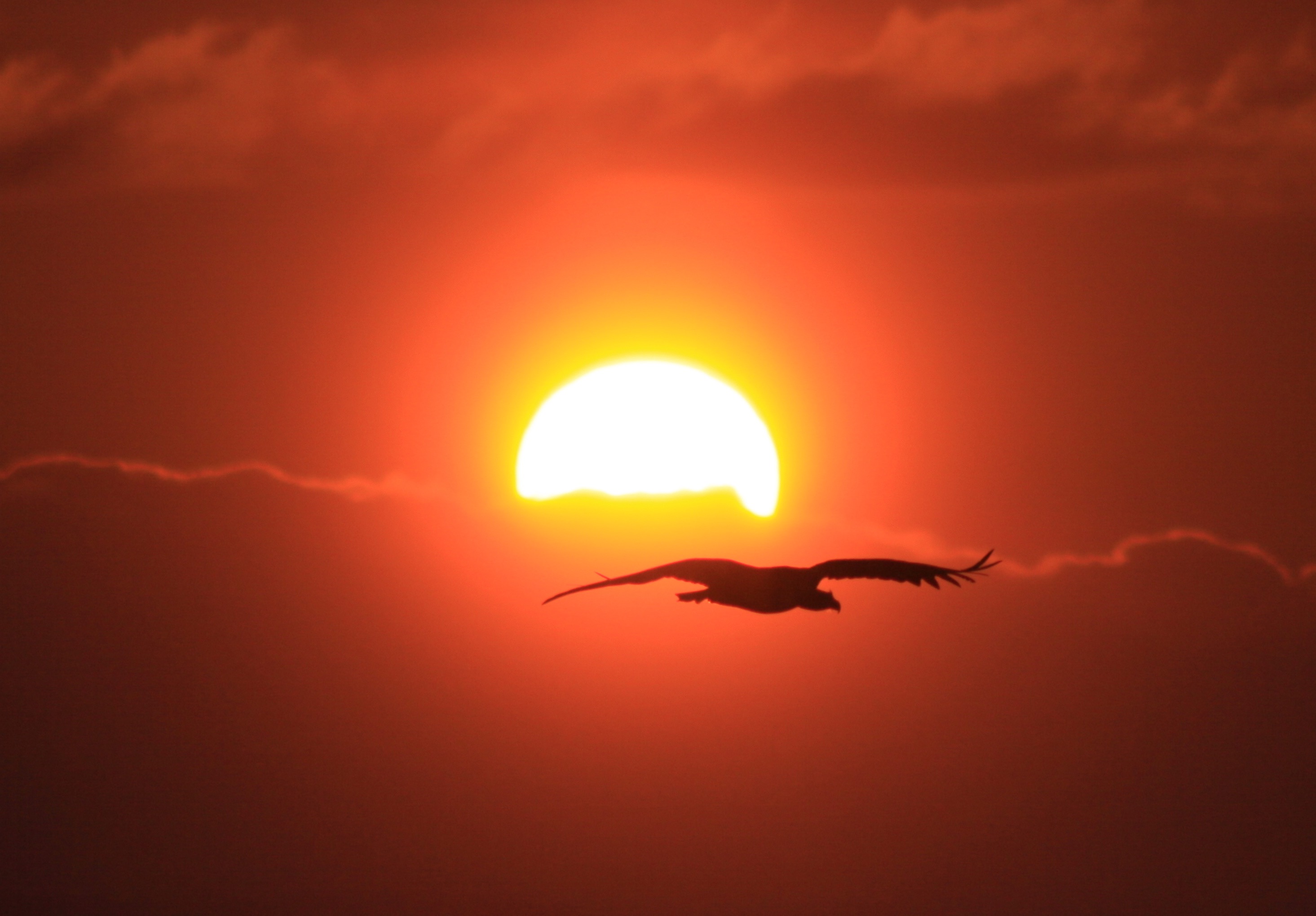 上手くタイミングが合うと朝日の中をワシが行き来します