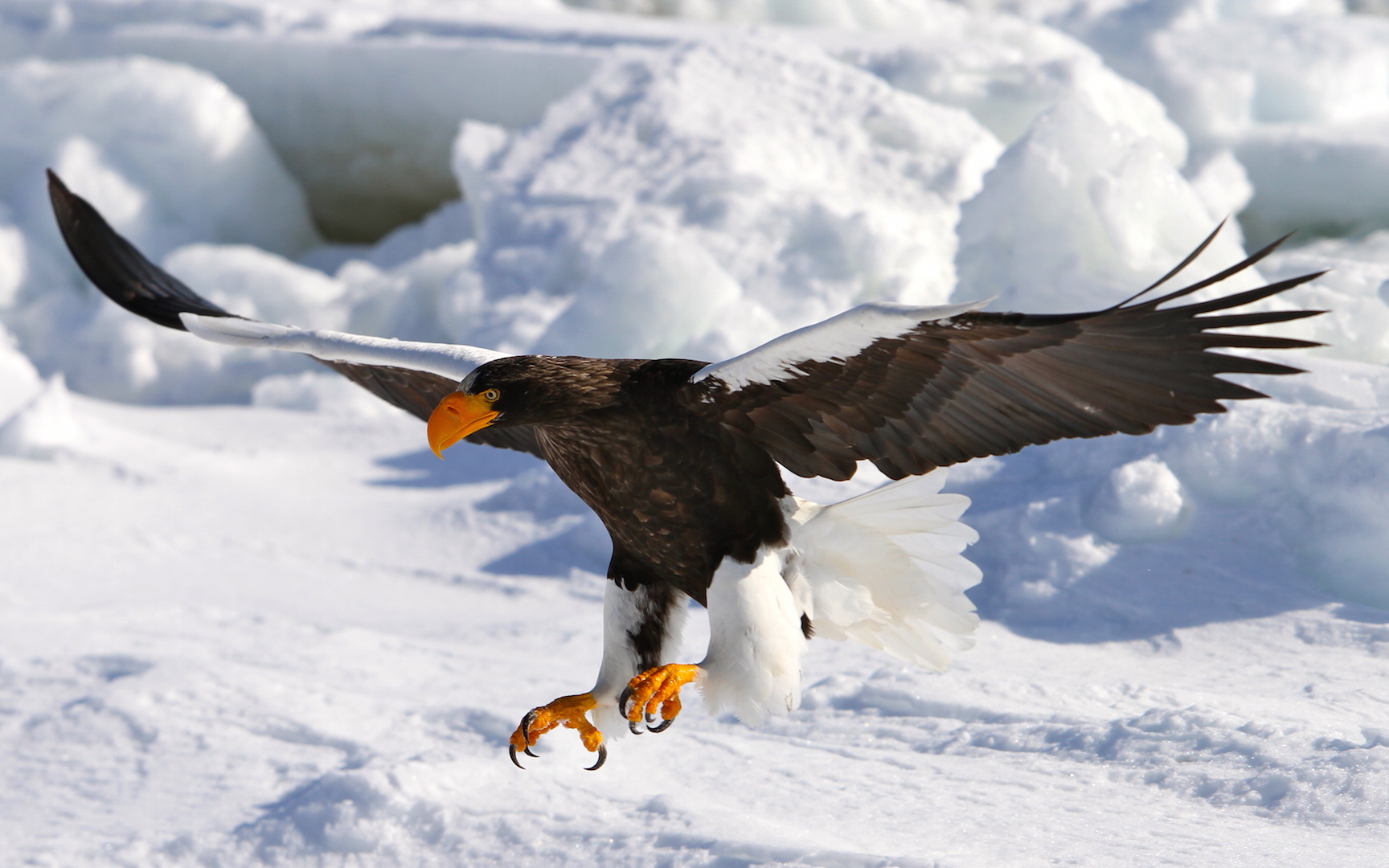 氷上に着地するオオワシ。シベリアから越冬のために飛来するこの鳥を目当てに世界中からたくさんのお客様がここ知床まで来ます。