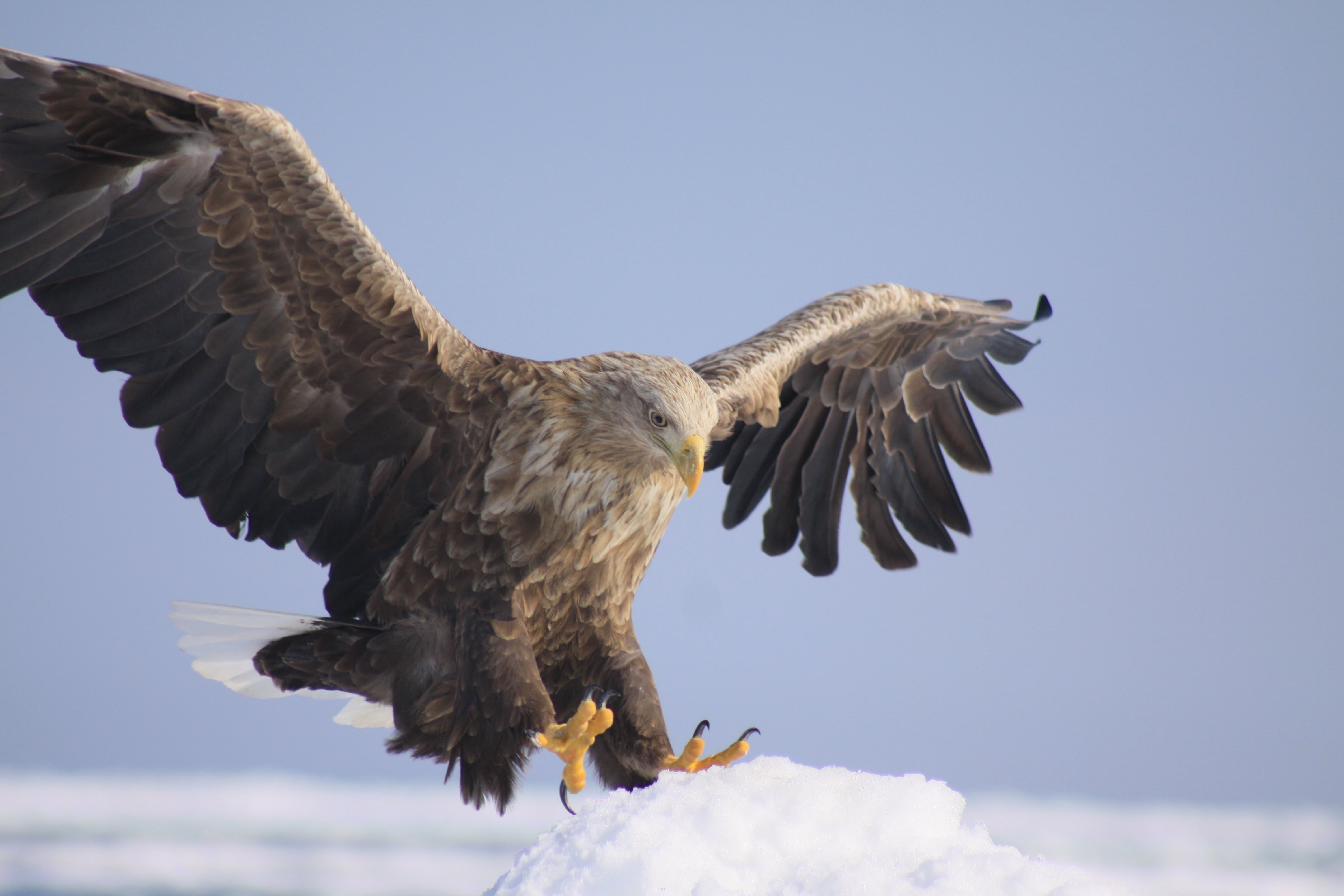 高い流氷に着地するオジロワシ。オオワシよりもひと回り小さい為、オオワシより機敏に行動します。顔つきも精悍です。