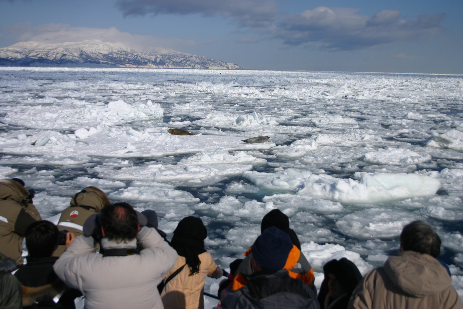船からアザラシを観察中。アザラシはのんびり流氷の上で寝ています。奥に見えるのが「知床岬方面」です。