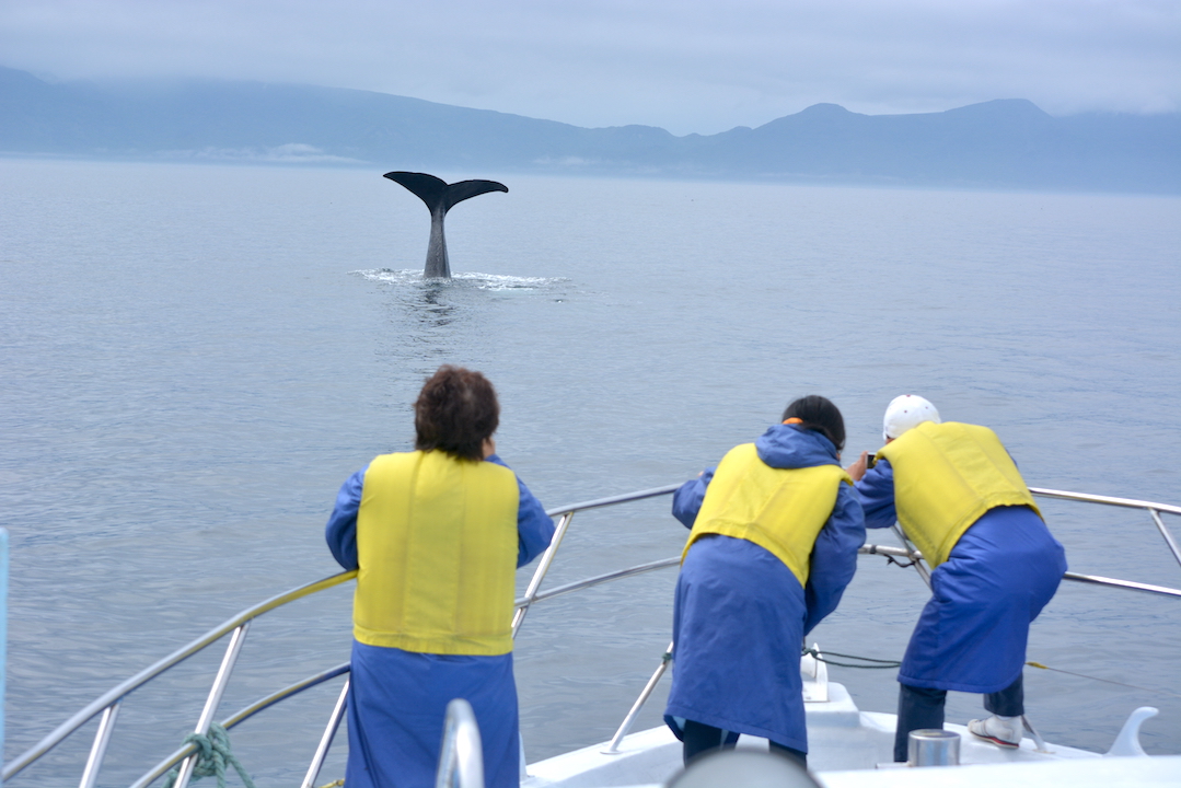 �D����^�߂ŃN�W�����ώ@�I