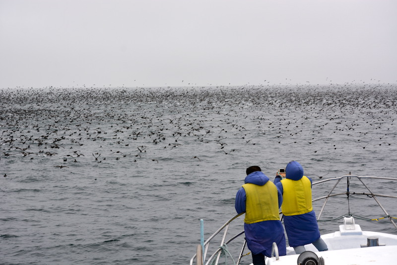 �����̌Q����Ȃ��n�V�{�\�~�Y�i�M�h���i�T���`�U���j���A�������쒹������邱�Ƃ��I