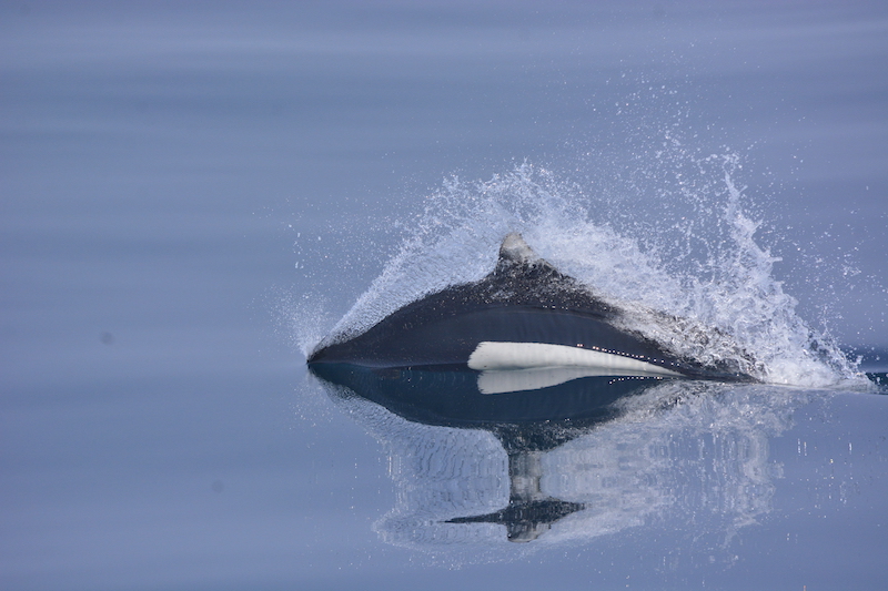 �C�V�C���J�̔����J���[���������I