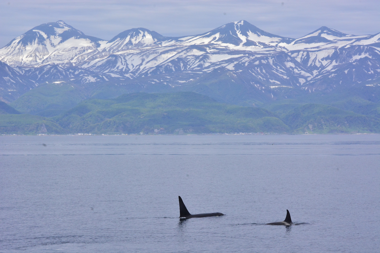 �Y��Ȍi�F�A�m���A�R