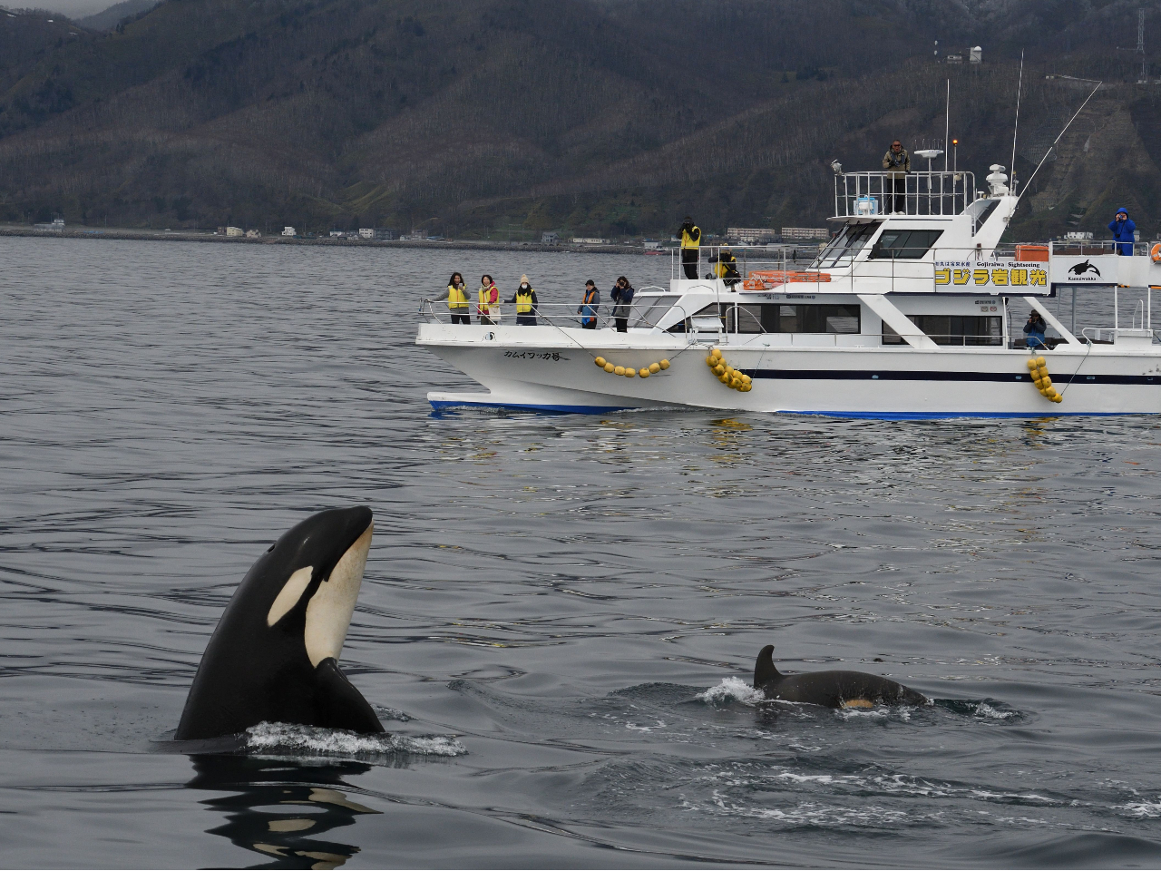知床羅臼ホエール・バードウォッチングクルーズ