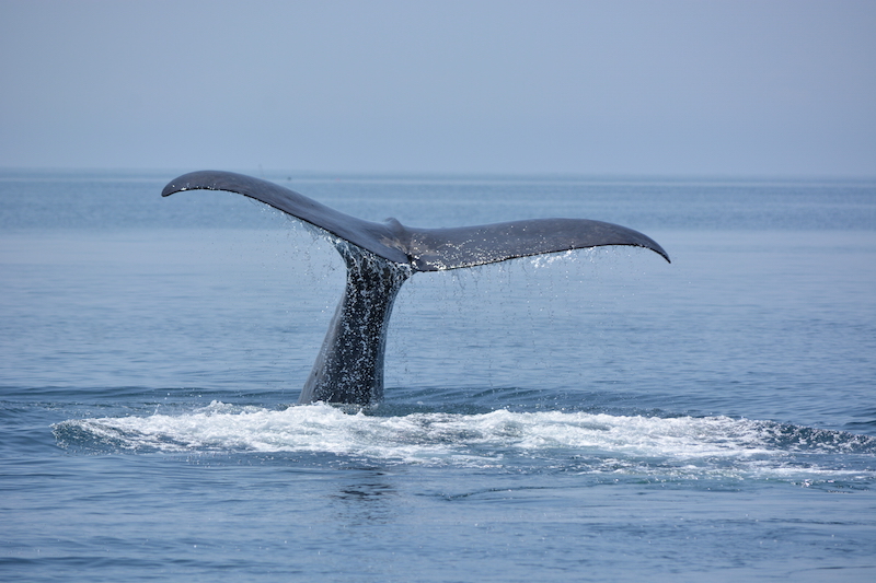 知床羅臼ホエール・バードウォッチング+★まるごと観察セット付き★イルカ・クジラ・...