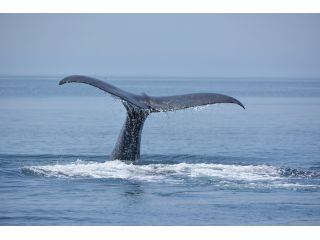 マッコウクジラの尾っぽは迫力満点!