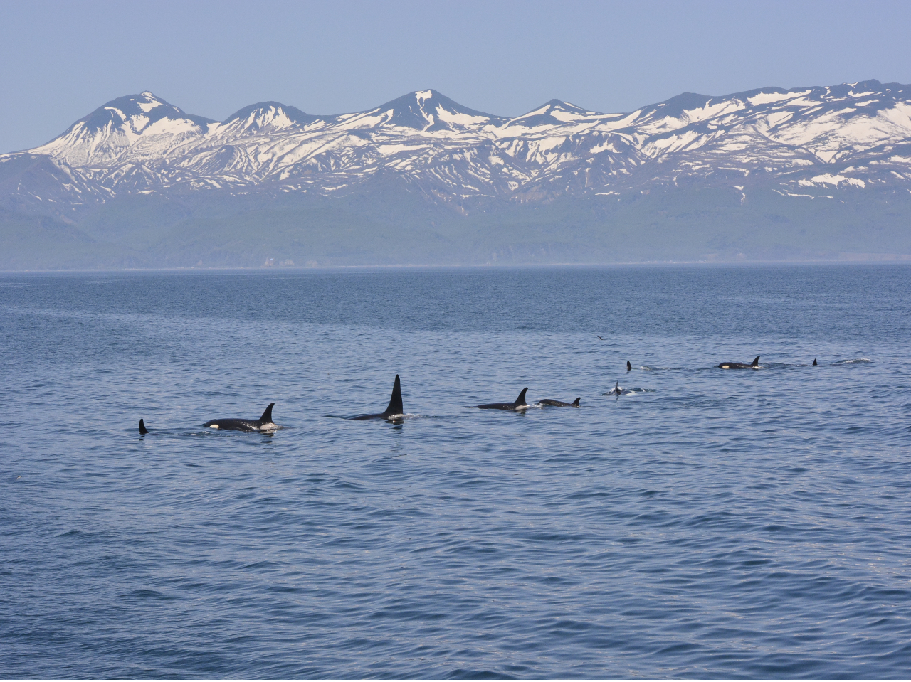 �m���A�R�ƈ��ɕ��щj���V���`�̌Q�ꂶ�͈����I