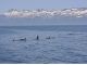 知床連山と一列に並び泳ぐシャチの群れじは圧巻!