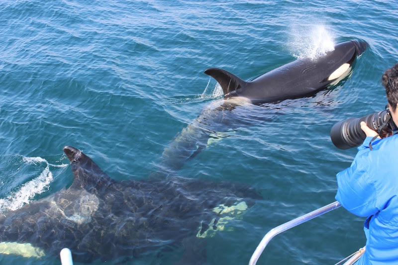 �V���`���D�̑��Ɋ���Ă��邱�Ƃ��I