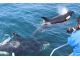 シャチが船の側に寄ってくることも!
