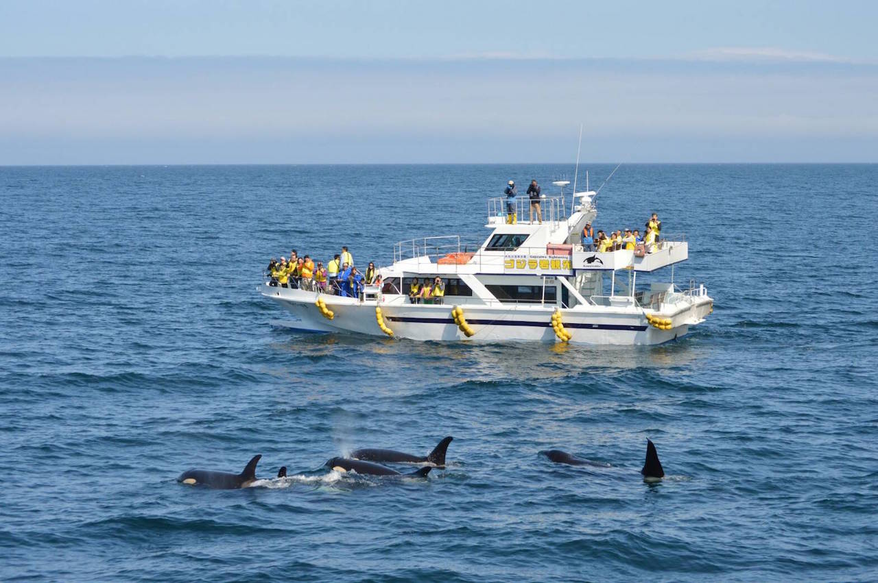 5~6���ɂ̓V���`�̌Q��ɏo�����邱�Ƃ��I