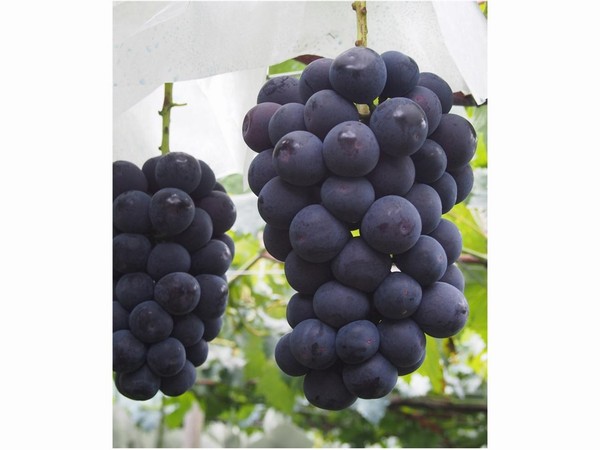 �L�@���͔|�ō���邨�������Ԃǂ����ǂ����B�����ɂ�肢�낢��ȕi�킪�y���߂�̂�������