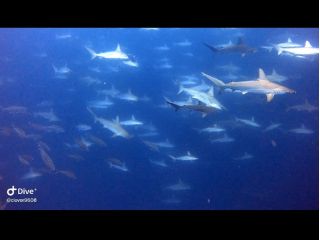 ハンマーヘッドシャークが日帰りで見れるかも!