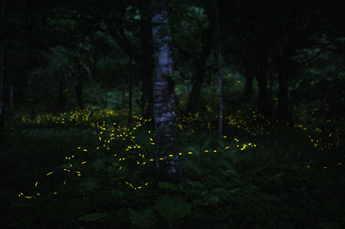 z^n߂ƁAC~l[VSHOW̃X^[głIXɔї͂߁Aɓʃz^̌ɕ܂܂I