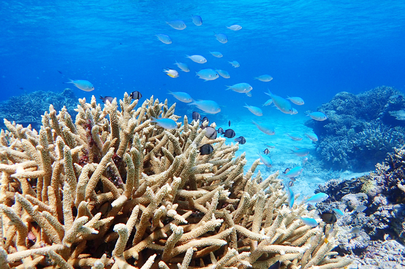 TS̐XɏZނ̂ ̂тjł܂[