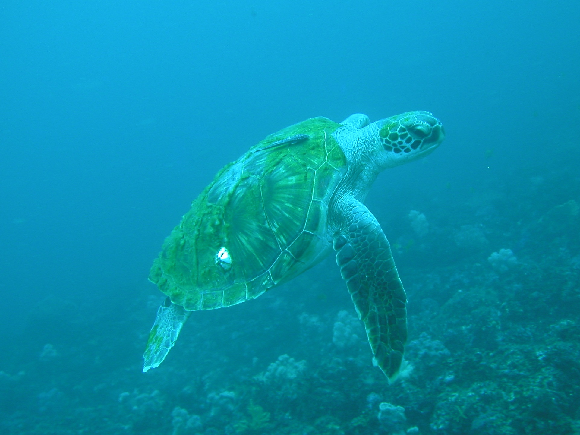 ライセンス取得 Nauiスクーバダイバーコース 4日間かけて あなたも夢のダイバーに Diving Service Go To The Sea じゃらん遊び体験