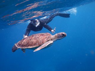幸せの象徴、ウミガメと泳ごう!