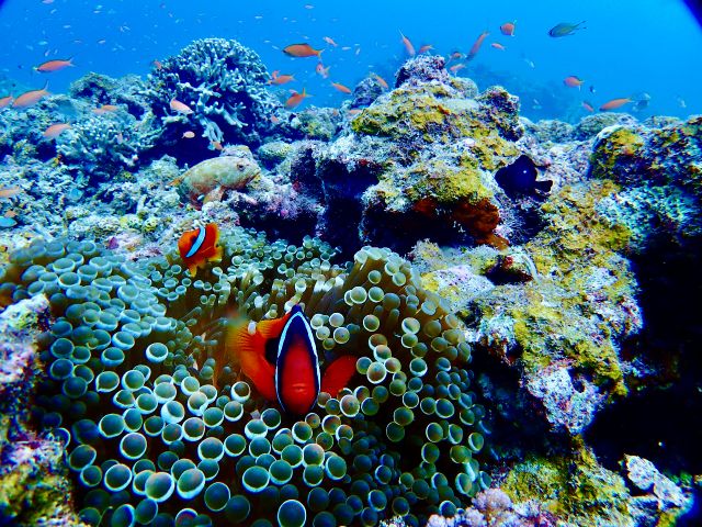 海の中はカラフルな世界です。