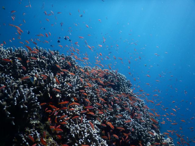 世界に誇る石垣の海。