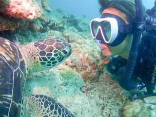 ウミガメに大接近!人馴れしている亀が多く、ツーショットも余裕です!ウミガメとの遭遇率は年間を通して驚異の90%!!