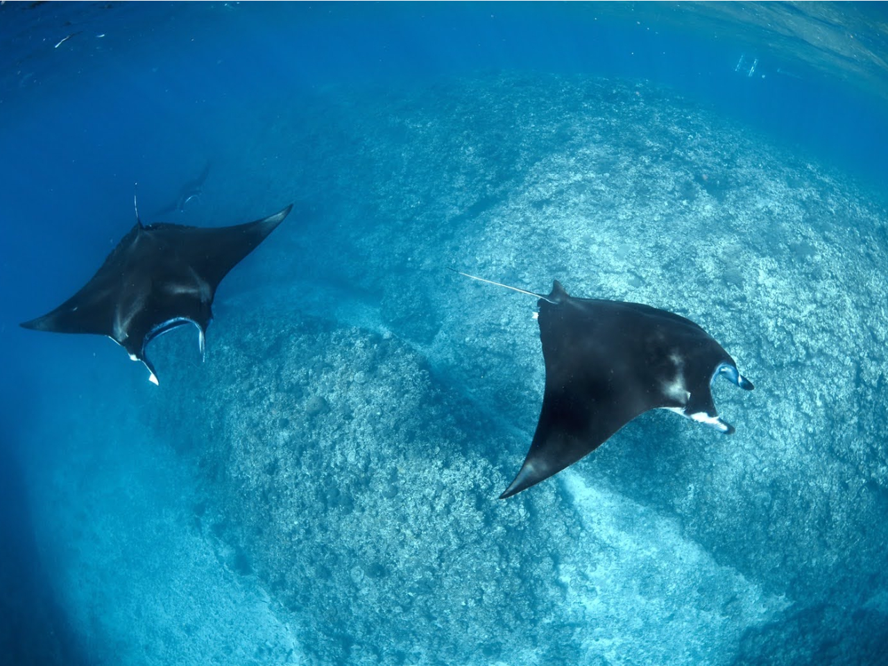 ʂ̊ӏ܂ƂȂ܂iXgX^Ȃ悤A}^̂|Cgł͑f͋֎~ƂĂĂ܂j