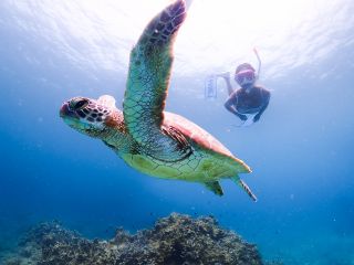 石垣島といえばウミガメ!半日でも会いにいける時間がない人にもおすすめのプラン♪