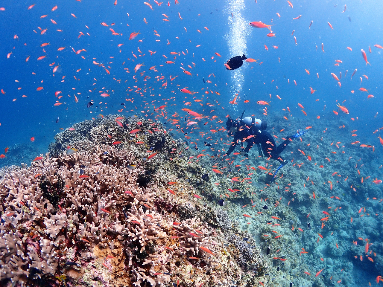 TSʂɂ͑R̔MыIÎ悤ɕx鋛̌QɐSDĂ܂܂