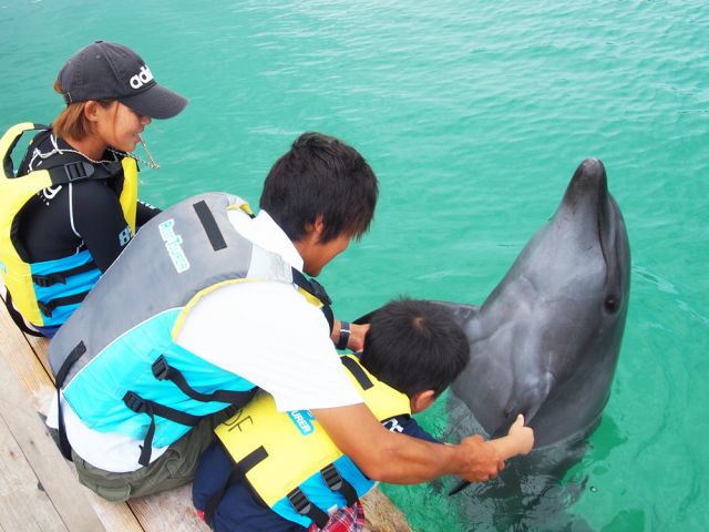イルカと握手して触れ合える♪