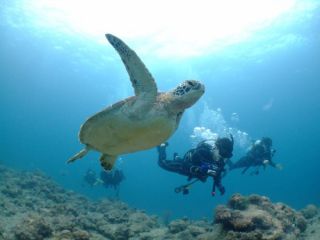 冬マンタトップシーズン到来 石垣島でファンダイビング3ダイブ breeze石垣島ダイビングサービス じゃらん遊び体験