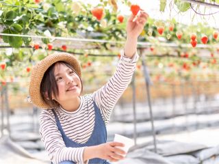 しまなみ海道の大三島でいちご狩り