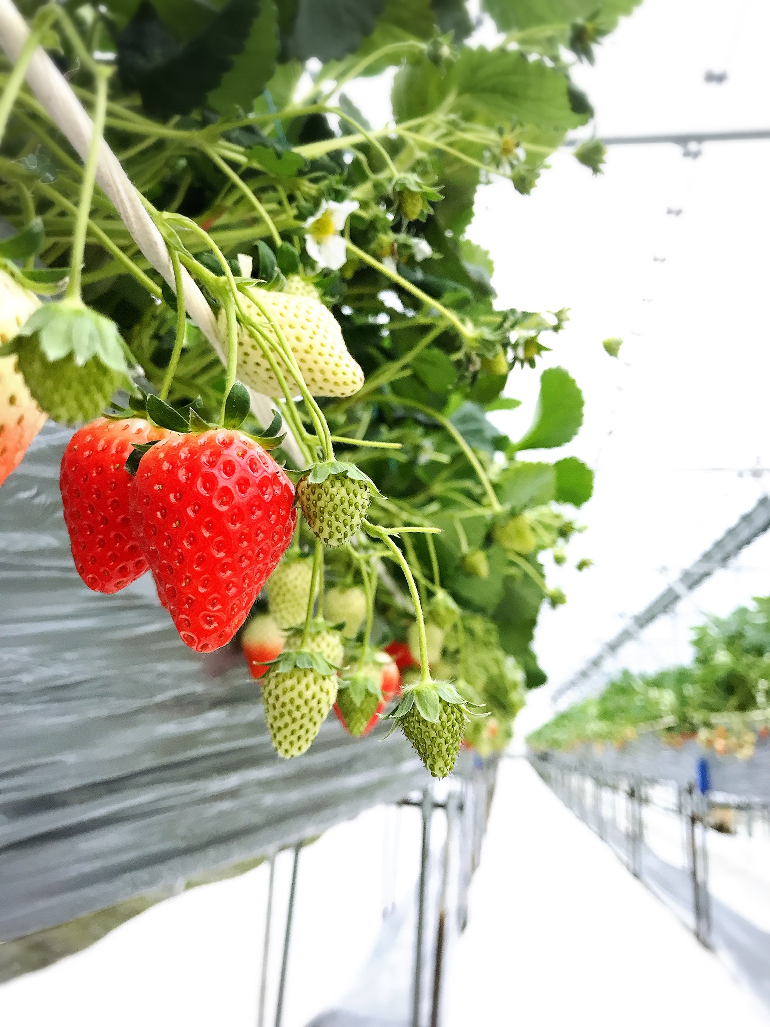 �^���Ԃ�䕂����҂����Ă܂���