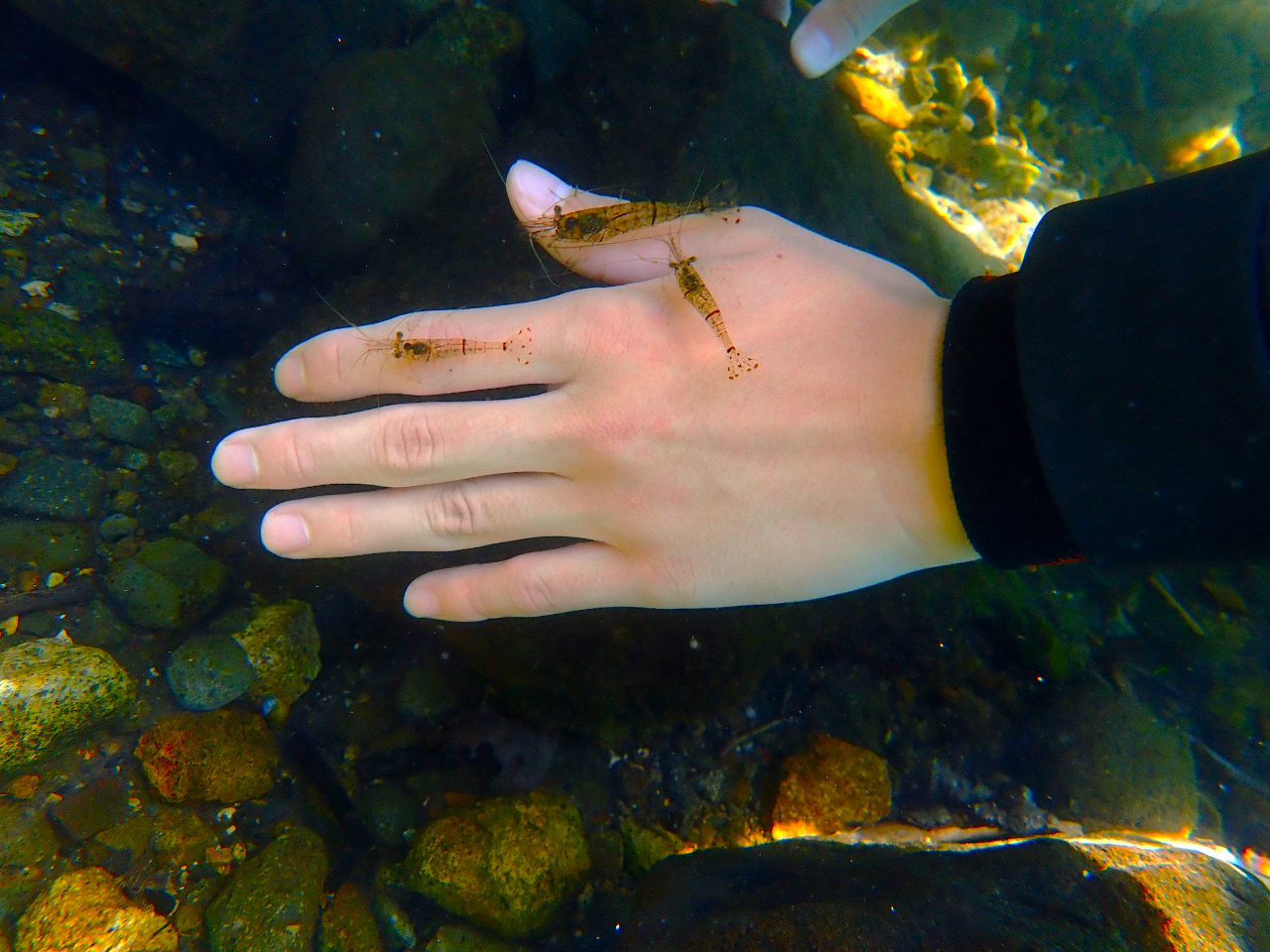 スジエビは、手の上に載ってきます 6匹乗るお客さんも!
