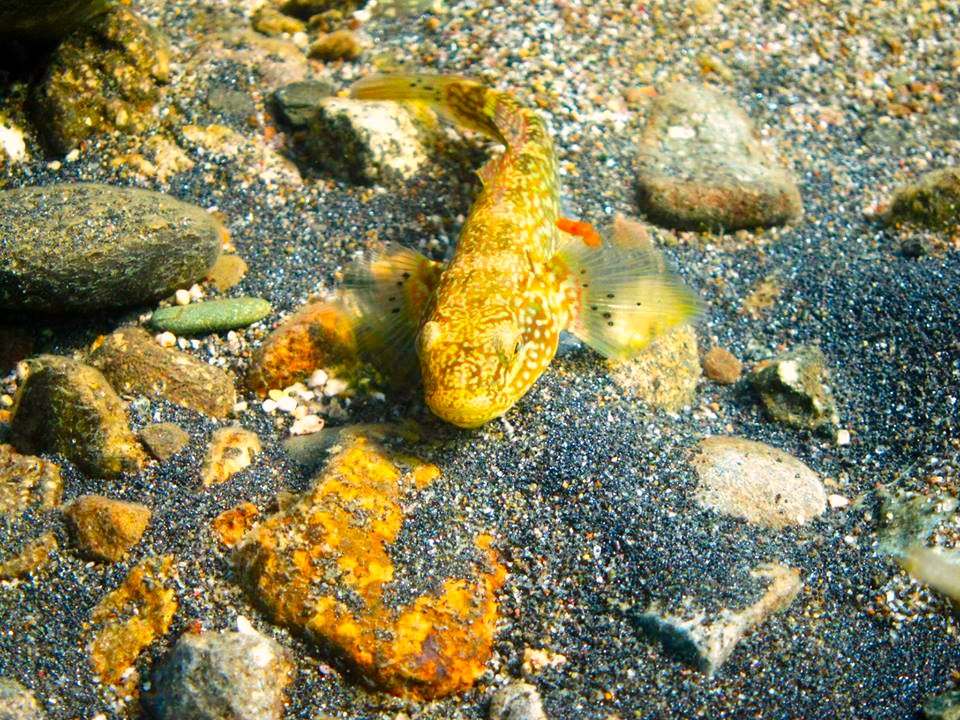 ʂ܂ԁ@ẮAXWGrƐ킪JL܂