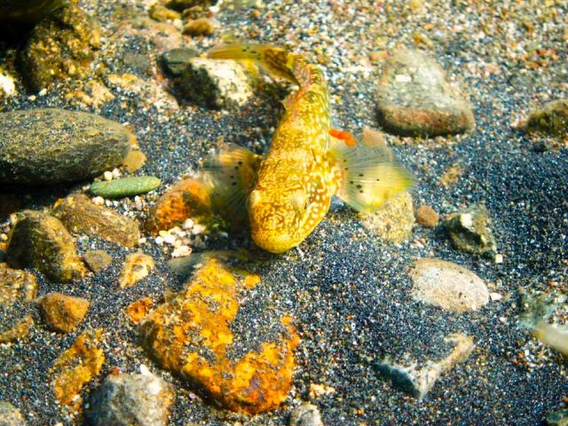ぬまちちぶ 夏は、スジエビと水中合戦が繰り広げられます