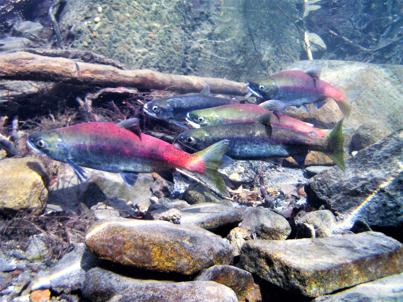 Hɂ́Aq}XBA܂̋߁AFɐ܂A֖̋߂Ă܂B