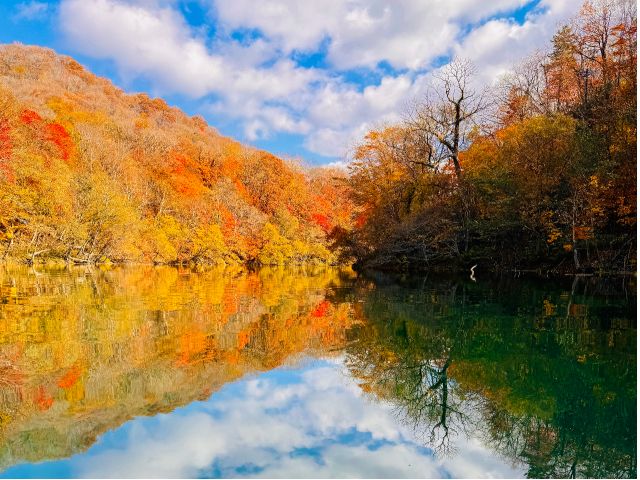 澄んだ千歳川の水面には、燃えるような赤や黄金色に染まった紅葉がまるで絵画のような美しく映り込んでいます。