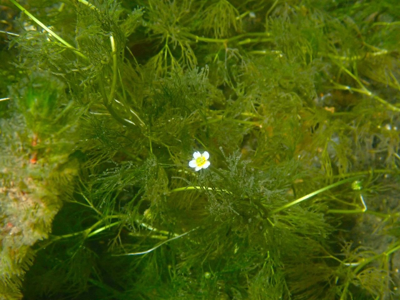 ���b�h�X�e�[�^�X�ɂ��w�肳���A��Ŋ뜜��`�g�Z�o�C�J��