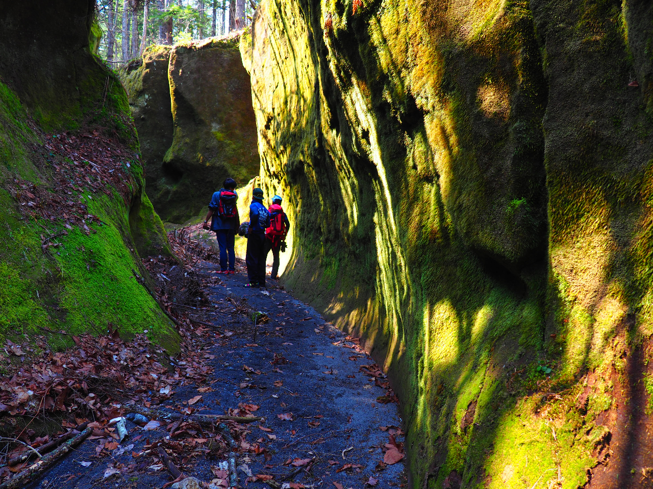 Moss Corridor Trekking Tour! Wander around the Moss Corridor
