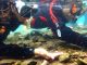 水中のタッチプール