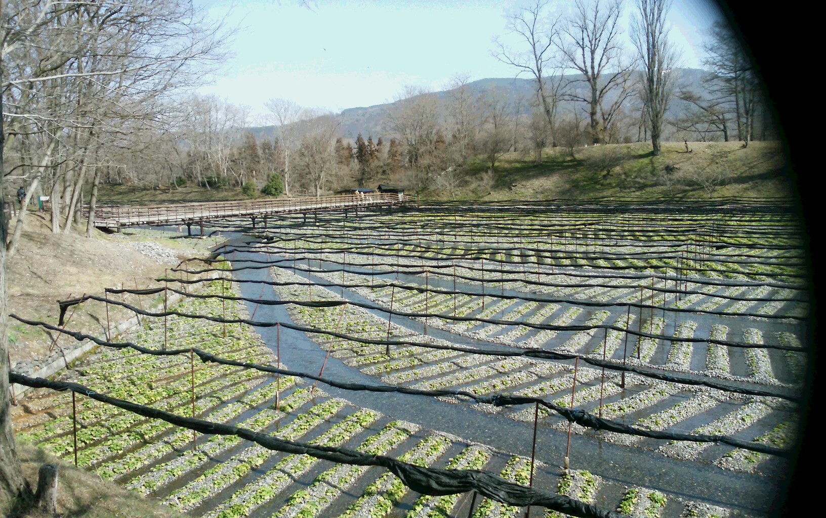 大王わさび農園の写真 安曇野はお水が綺麗なことで有名です。
