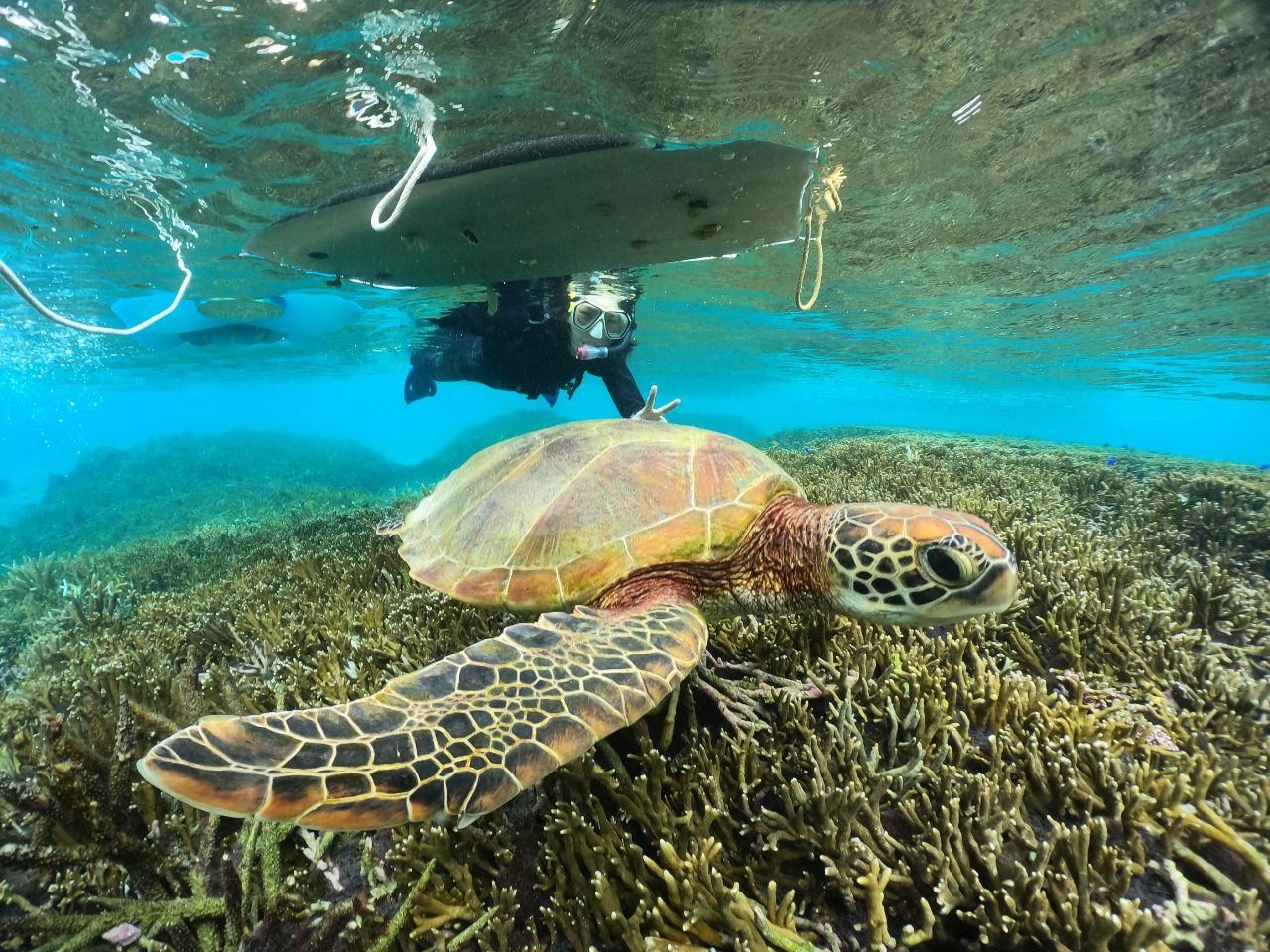 海亀と想い出shot♪