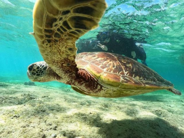 可愛いアオウミガメとの写真や動画も、お楽しみにね!!