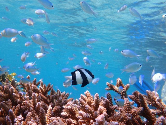 サンゴ礁や綺麗な熱帯魚も観れますよ!